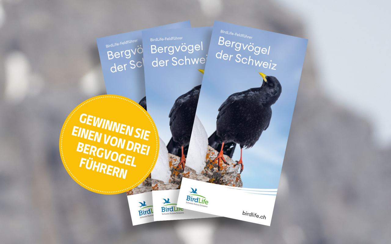 BirdLife Schweiz hat einen Bergvogelführer veröffentlicht, der mit detaillierten Zeichnungen und präzisen Texten das Erkennen von Vogelarten in den Schweizer Bergen erleichtert.