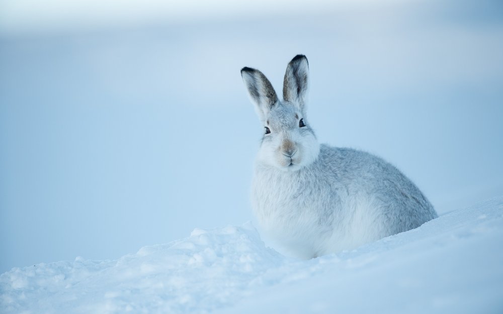 Dem Schneehasen wächst ein Winterfell, das ihn tarnt und wärmt. 