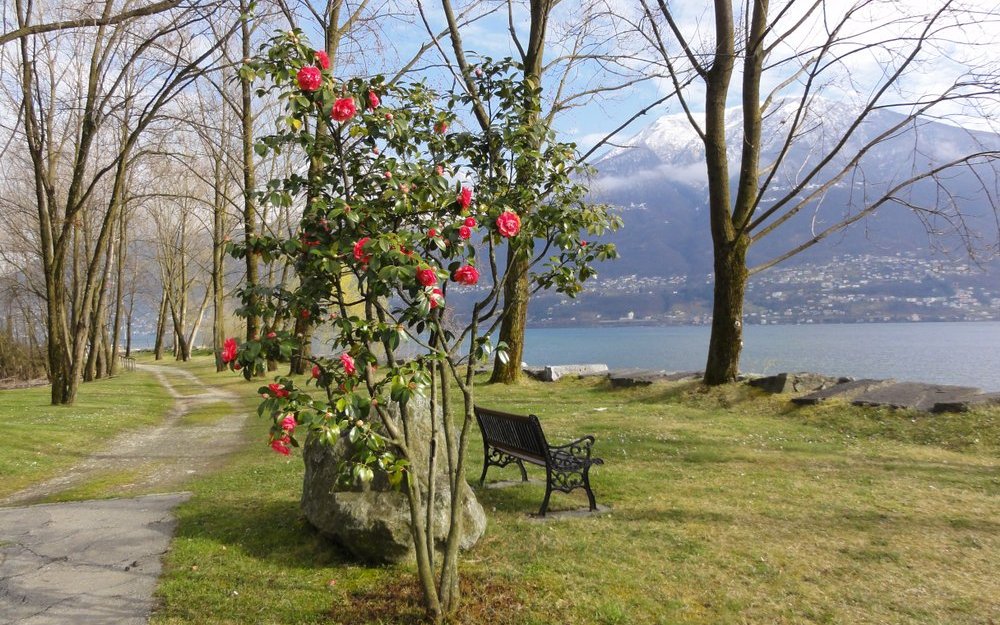 An den Gestaden des Lago Maggiore entfalten sich im Frühling viele Kamelien.