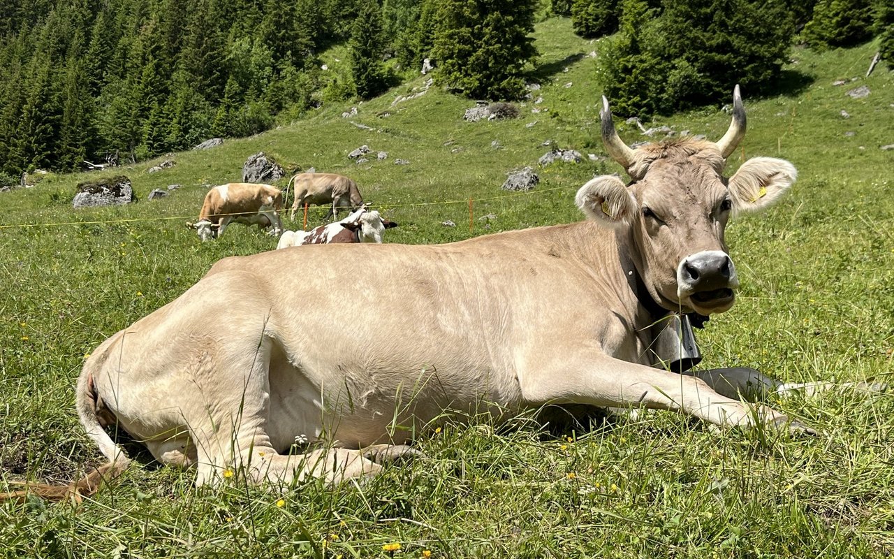 Das Braunvieh ist nicht nur auf Schweizer Weiden heimisch, die Rasse ist fast auf der gesamten Welt anzutreffen.