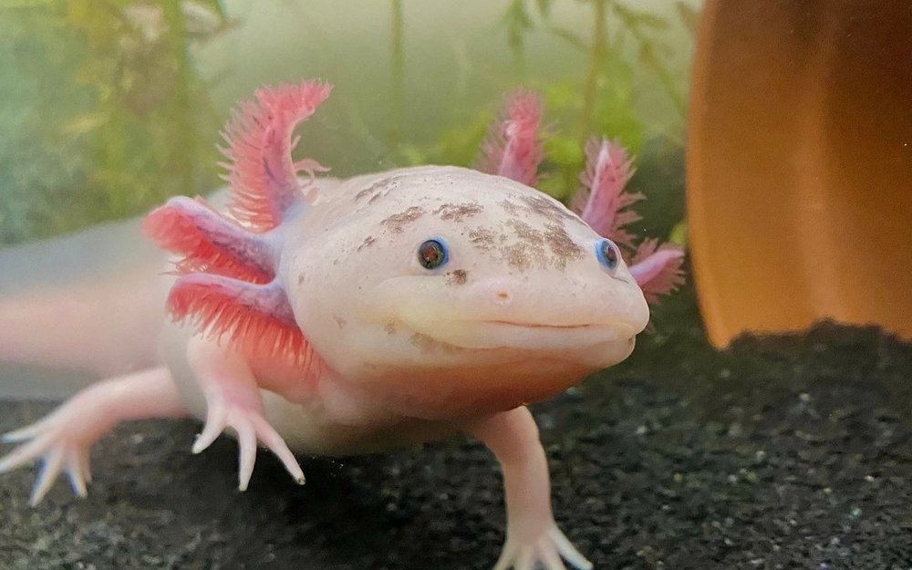 Der Axolotl kann Körperteile nachwachsen lassen.