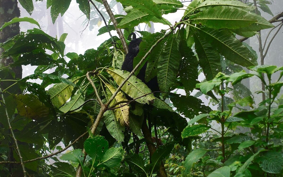 Ein junger Gorilla versteckt sich im undurchdringlichen Bwindi-Regenwald in Uganda.