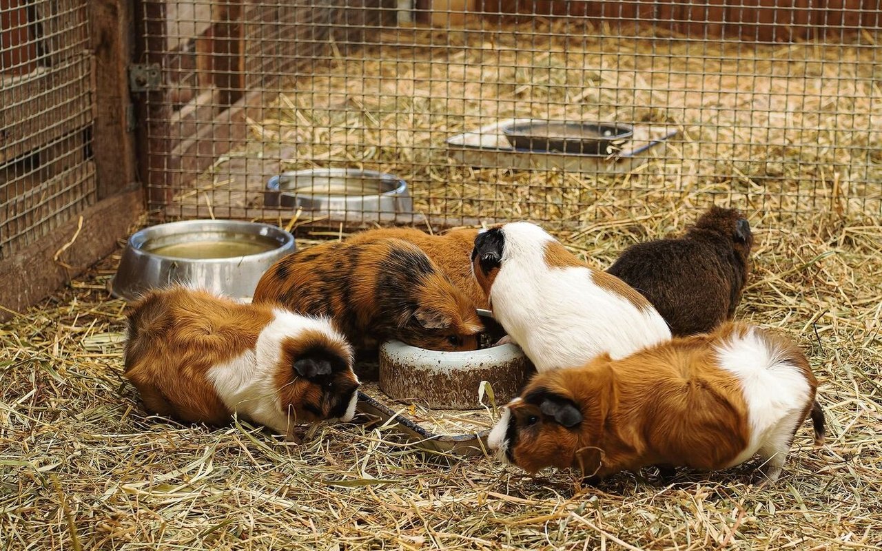 Der isolierte und mit Stroh ausgepolsterte Stall muss gross genug sein, damit eine Futterstelle Platz hat und alle Tiere ausgestreckt liegen können.