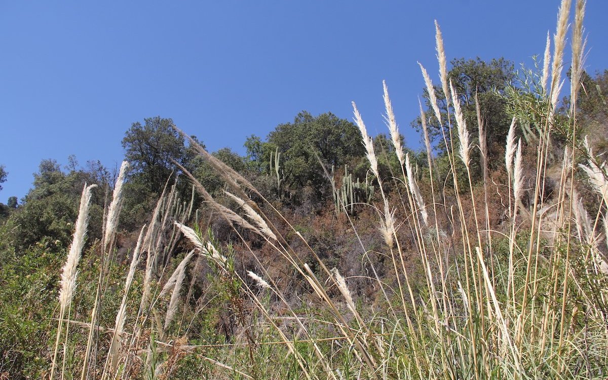 Trockene Vegetationsform beim Rio Clarillo im Süden von Santiago de Chile, westlich der Andenkette. 