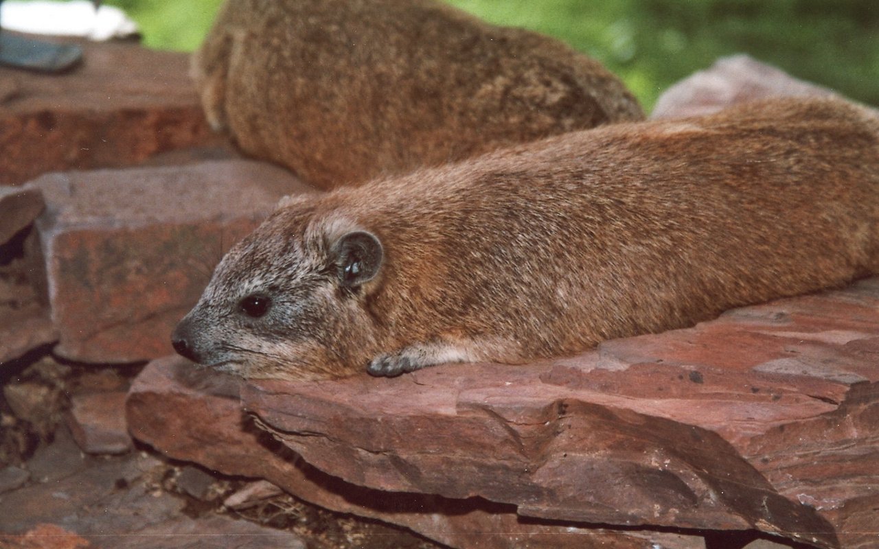 Klippschliefer bei Seronera in der Serengeti Tansanias. 