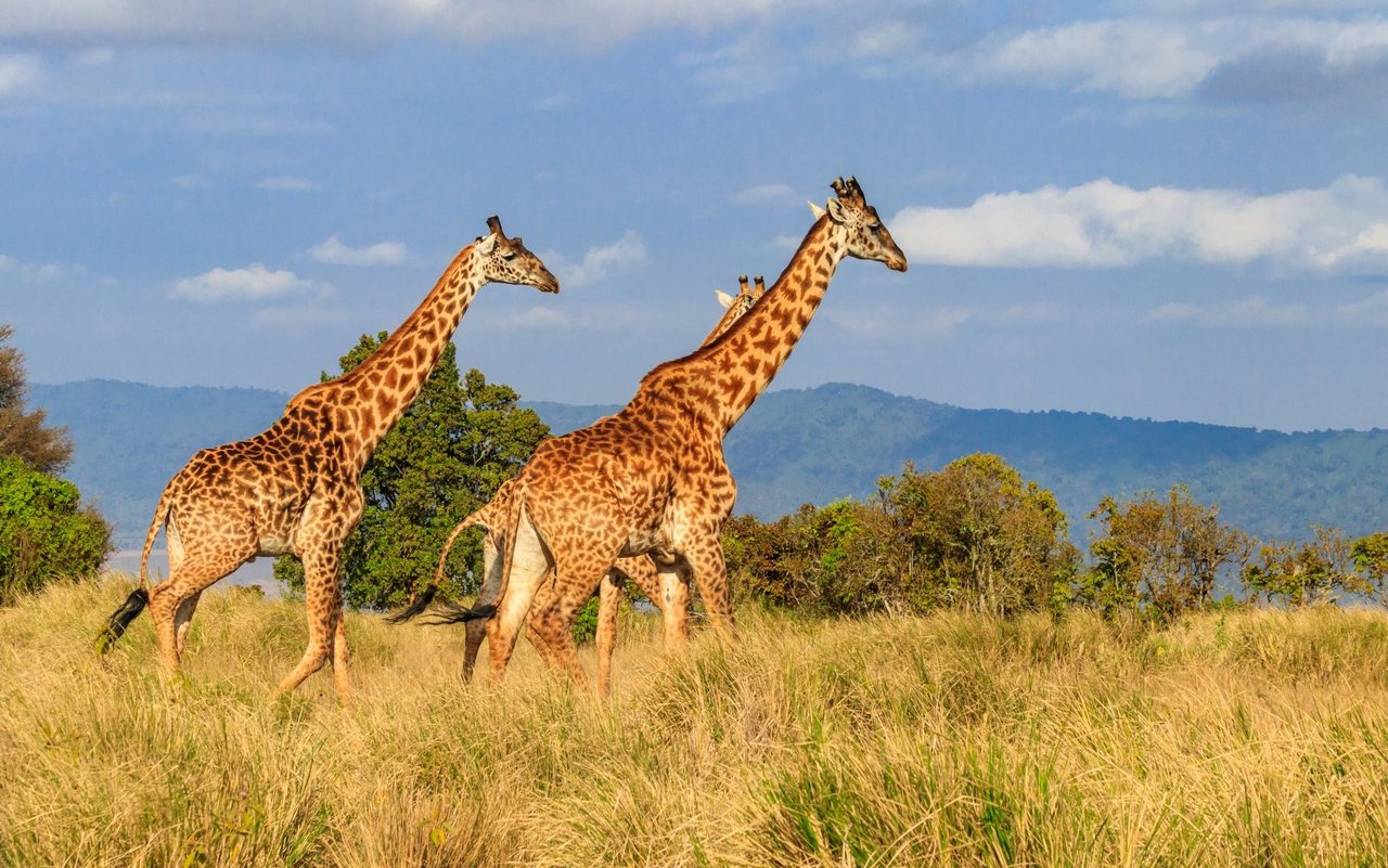 36 Fragen über Giraffen und noch viele mehr: Die Faszination für diese Tiere ist ungebrochen, wie auch die Forschung von Dr. Monica Bond, einer Schweizerisch-Amerikanerin, zeigt.