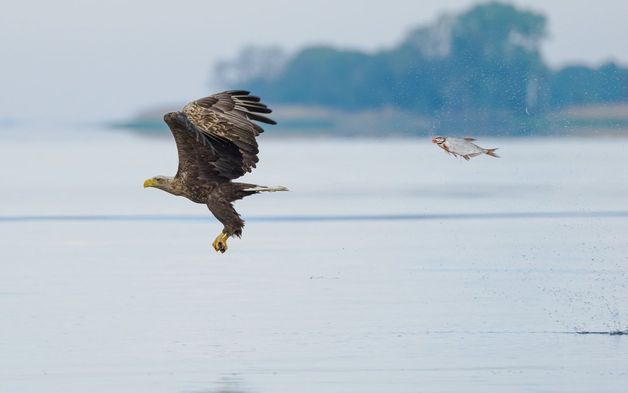 «Unexpected role swap»(«Unerwarteter Rollentausch»)siegte in der Kategorie Fisch