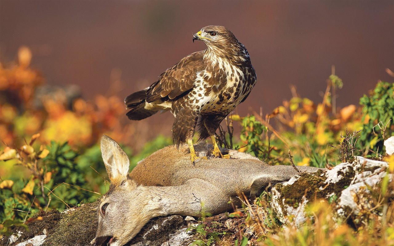 Der Bartgeier mag das prominenteste Opfer bleihaltiger Jagdmunition sein, aber auch Mäusebussarde greifen zuweilen bei kontaminierten Tierkadavern zu und vergiften sich damit.