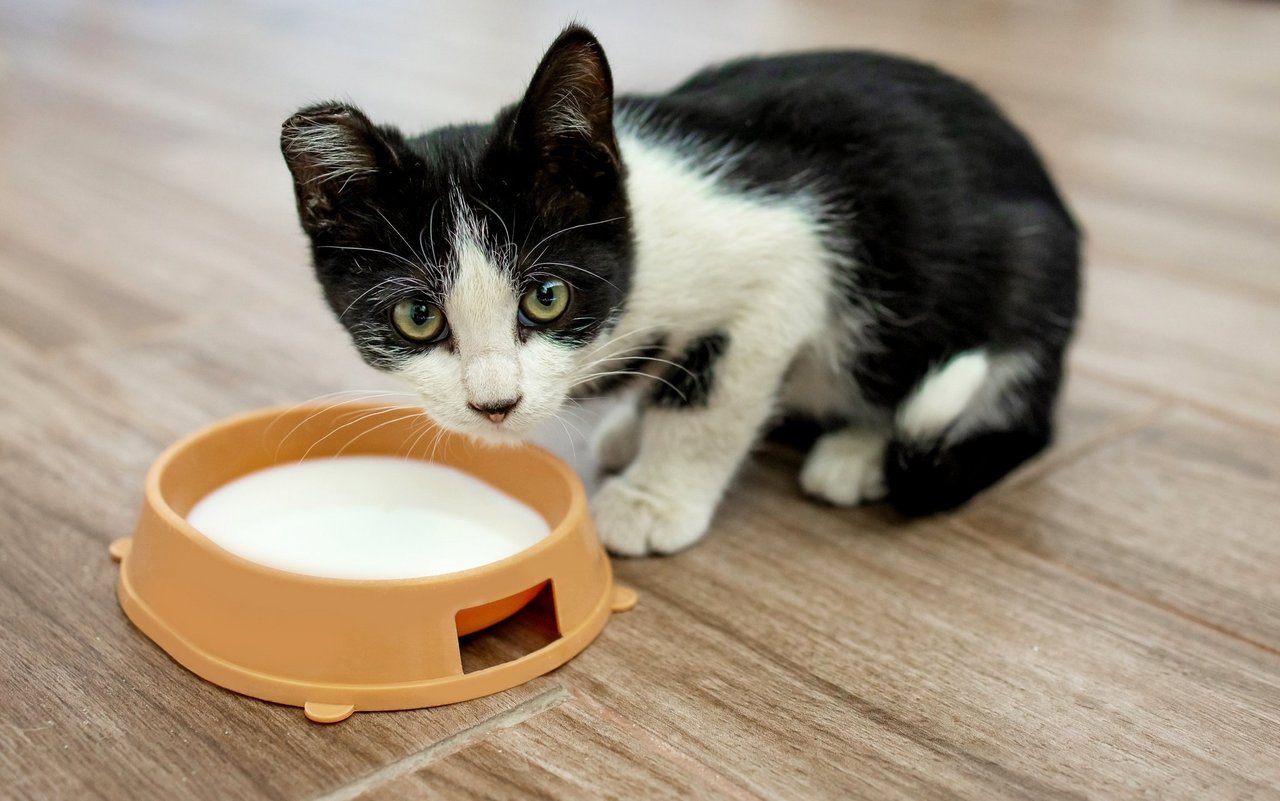 Schon ab dem dritten Lebensmonat können Katzen den Milchzucker immer schlechter verdauen.