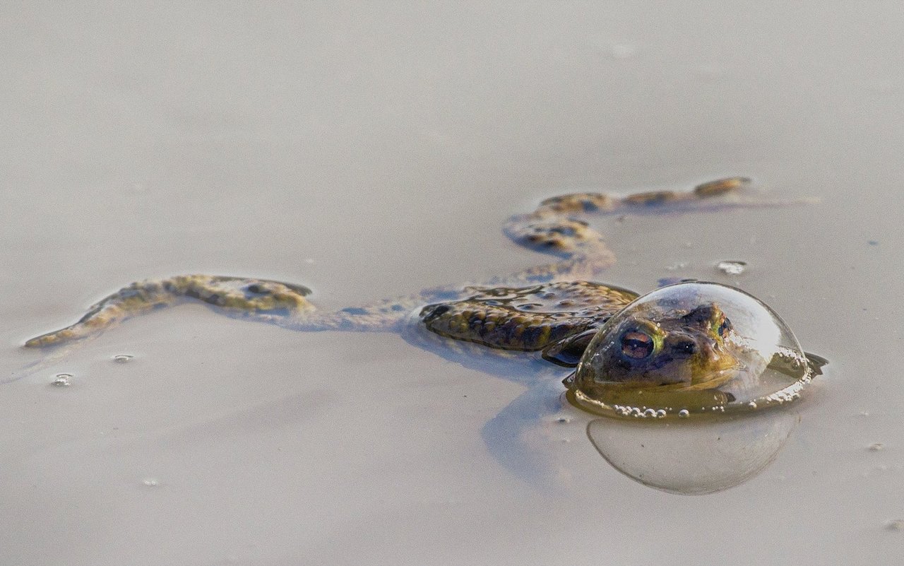 «Frog in a balloon»(«Frosch in einem Ballon»)gewann in der Kategorie Reptilien