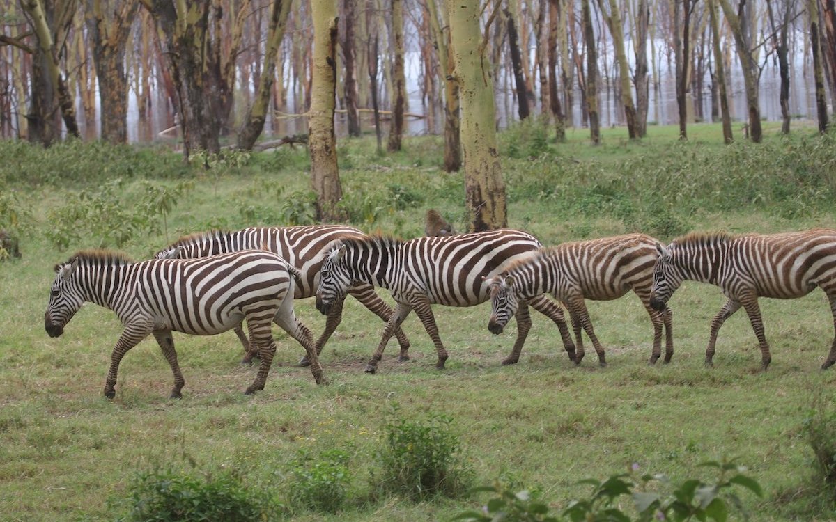 Zebras im Nakuru-Nationalpark in Kenia. 