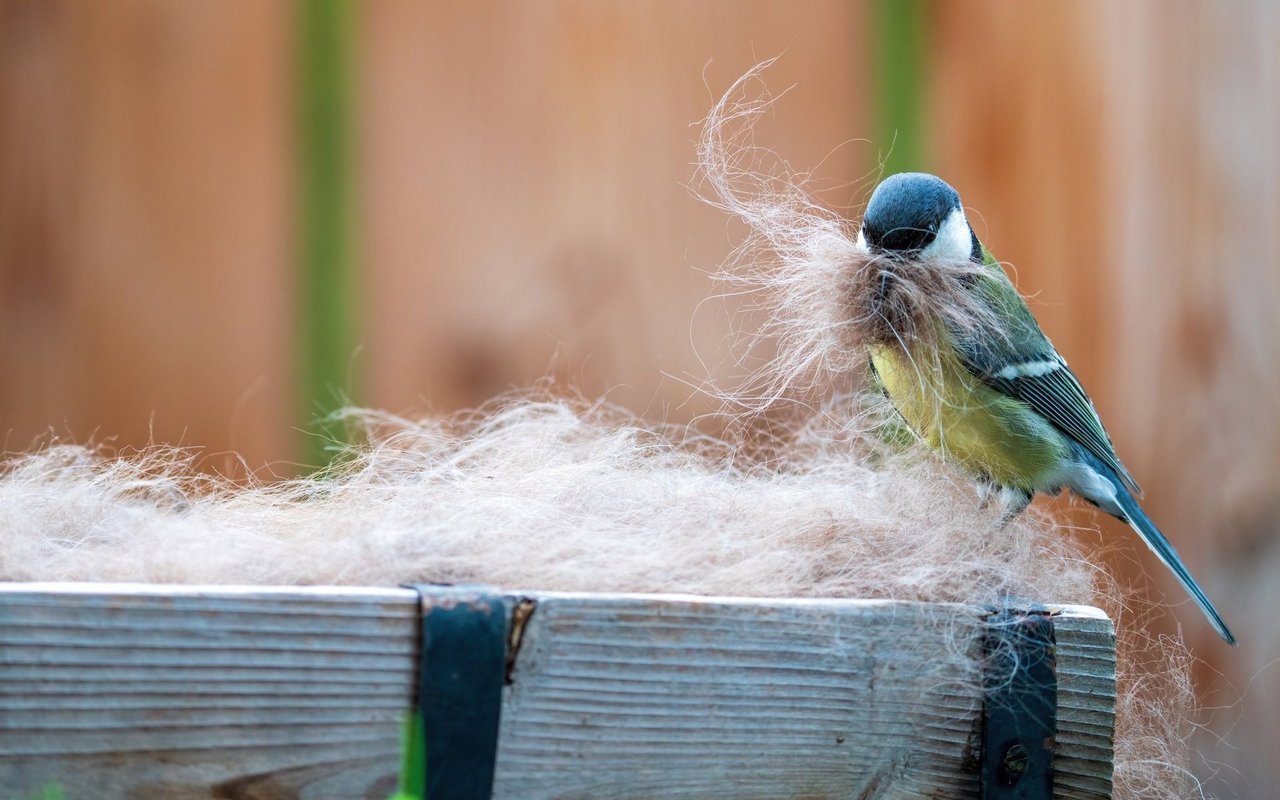 Tierhaare werden zwar gerne von Vögeln zum Nestbau genutzt, doch sie können im schlimmsten Fall schädlich für den Vogelnachwuchs werden. 
