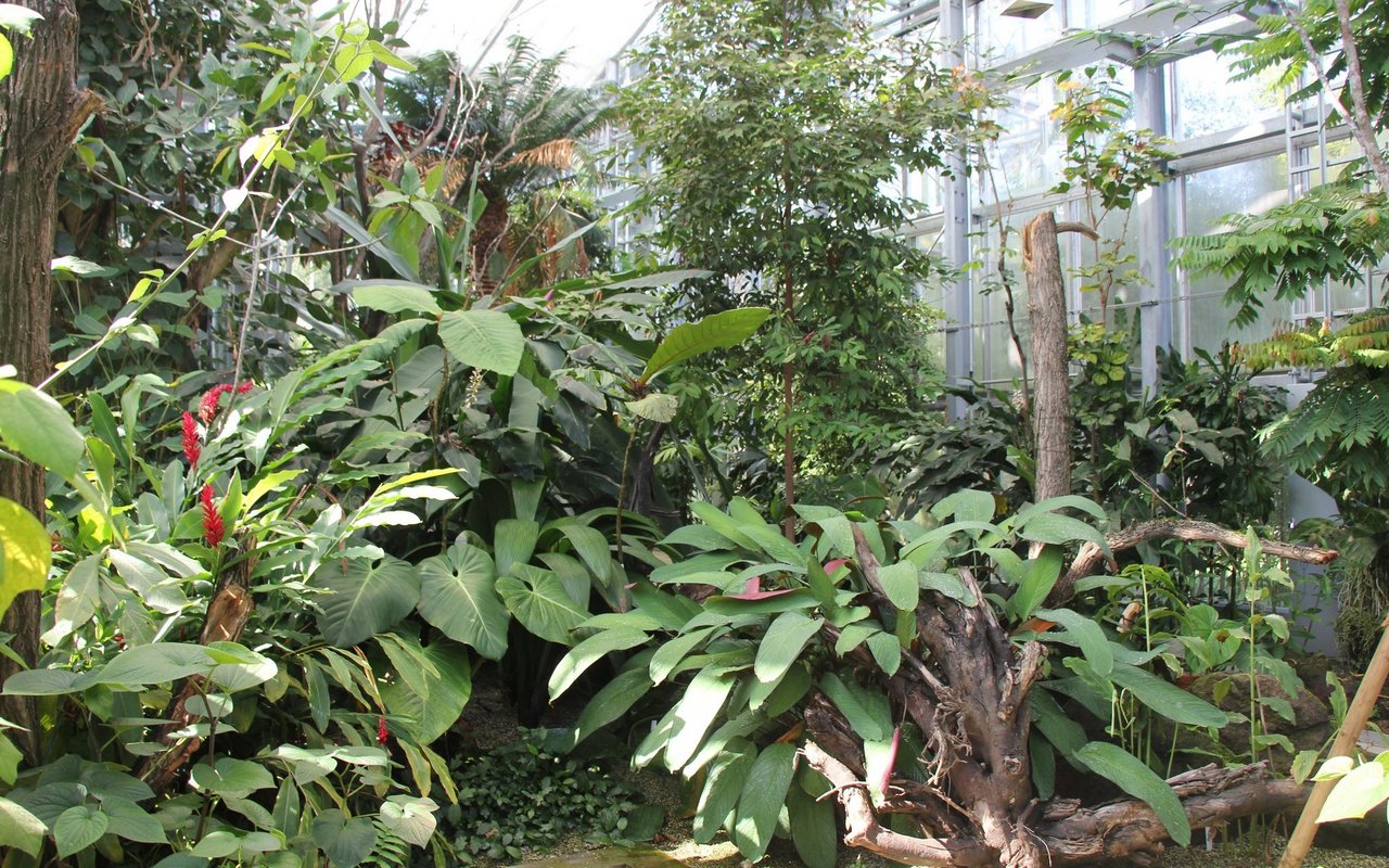 Draussen ist es kalt, braun und weiss, im Tropenhaus eines botanischen Gartens herrlich warm und farbig grün. 