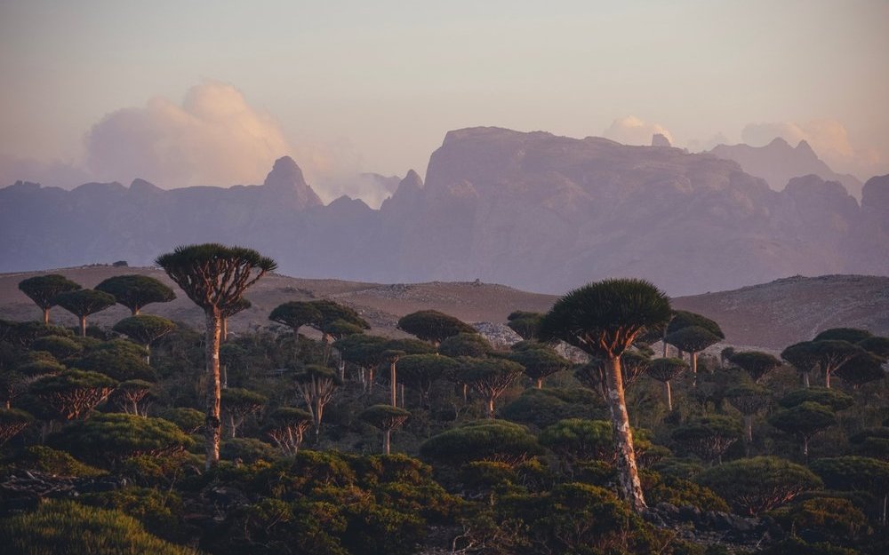 Sokotra ist bergig und weist eine eigentümliche Vegetation auf. 