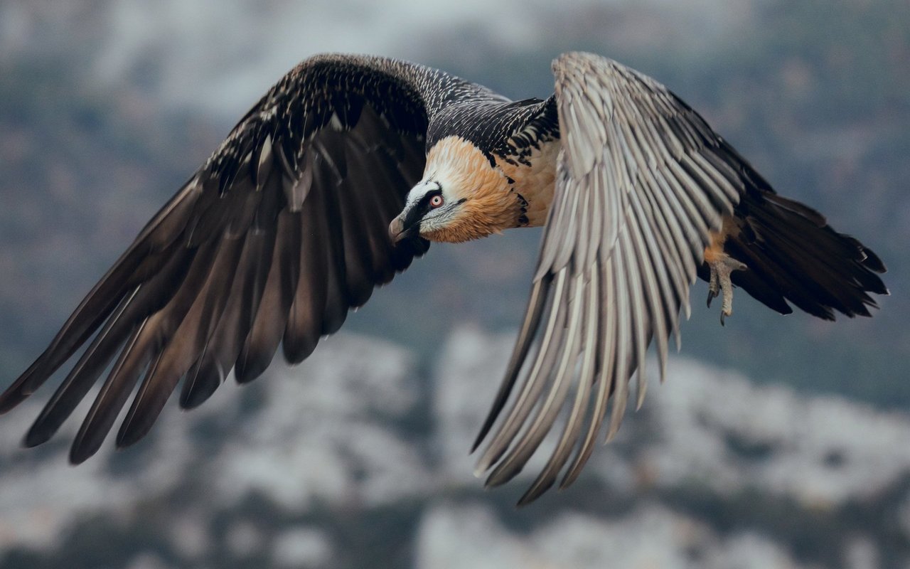 Mit bis zu 2,6 Metern Flügelspannweite ist der Bargeier der grösste Vogel des Alpenraums. Einst durch Bejagung ausgerottet, haben Wiederansiedlungsprojekte den Greifvogel in die Schweiz zurückgebracht.