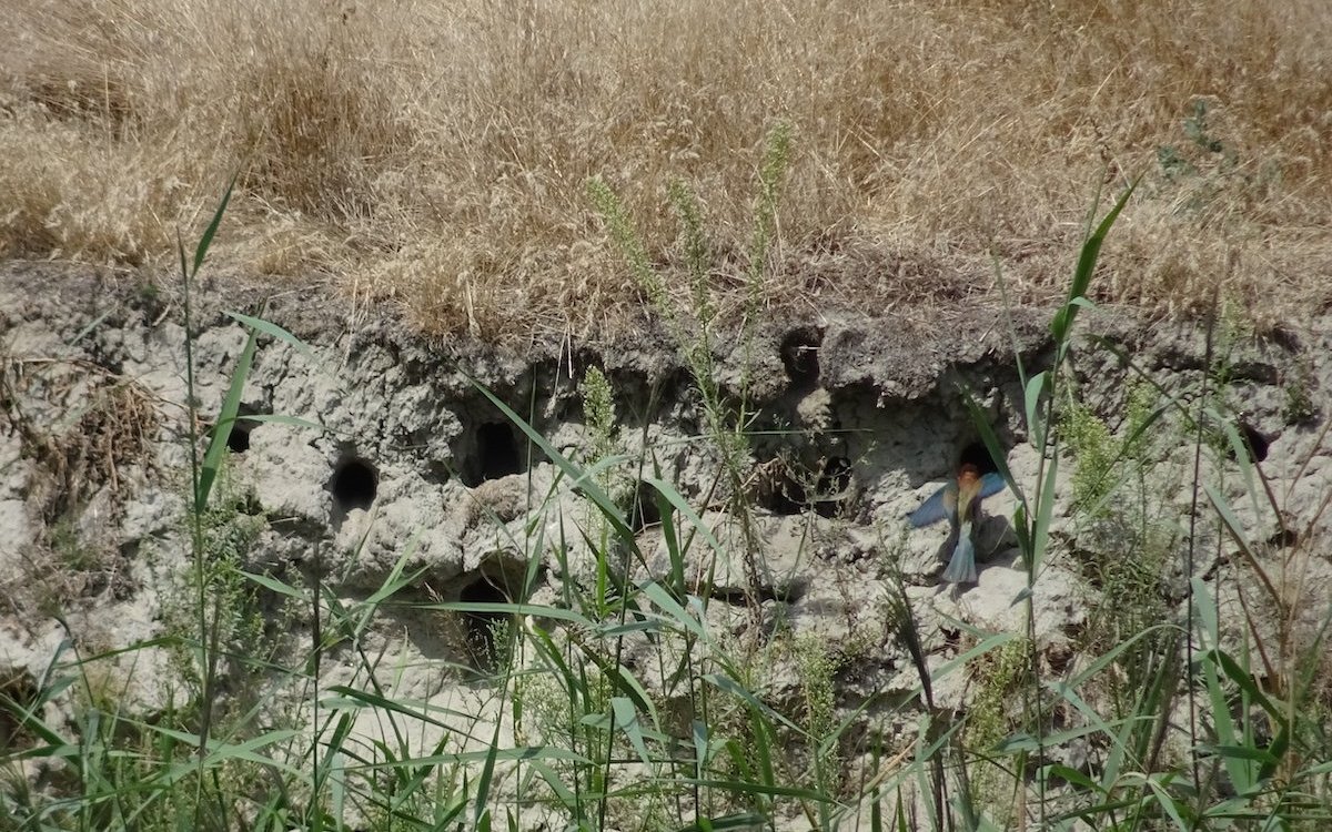 Bienenfresser graben in Abbruchkanten Höhlen, um dort ihre Jungen grosszuziehen. Hier die Brutkolonie bei Leuk im Wallis. 