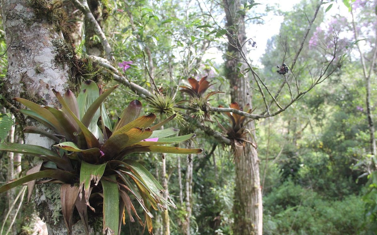 Bromelien profitieren vom Licht in höheren Baumschichten und halten sich mit ihren Wurzeln fest.