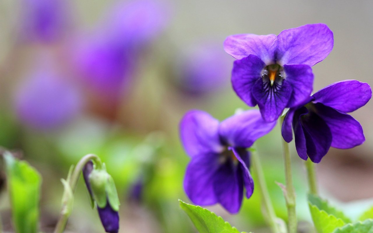 Duftveilchen (Viola odorata)