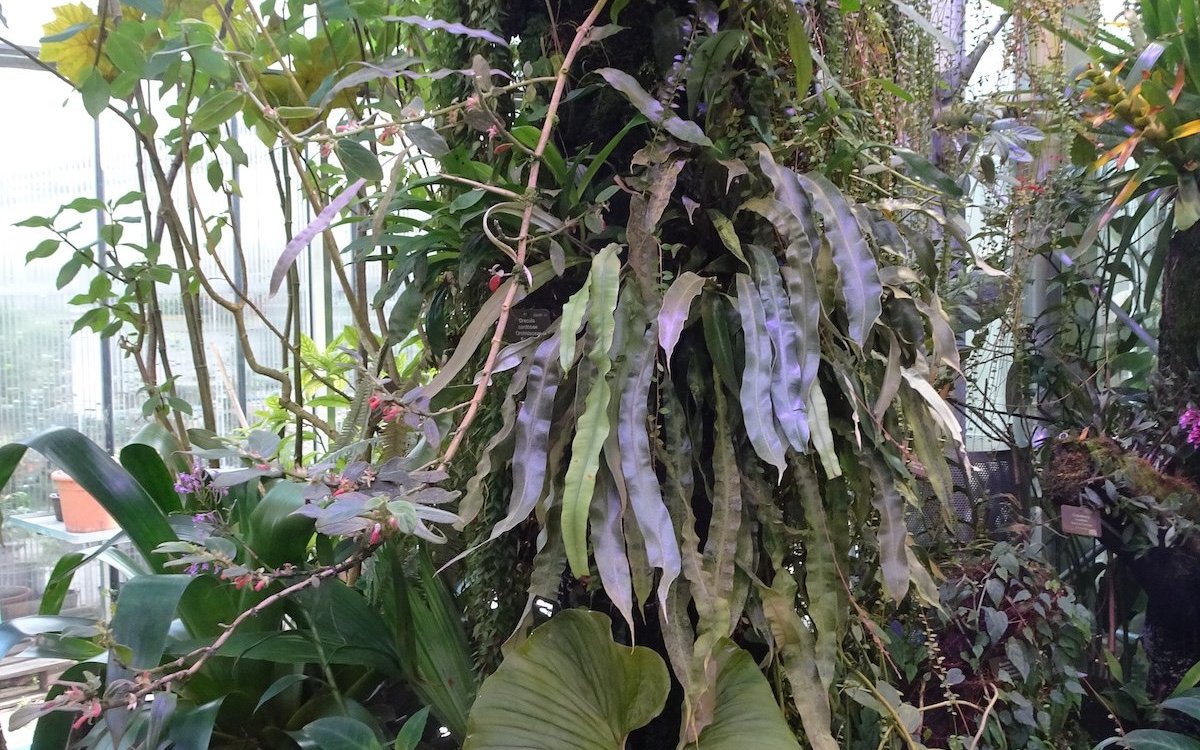 Von Anthurien bis zu Moosen siedeln auf Stämmen im Botanischen Garten Basel. 