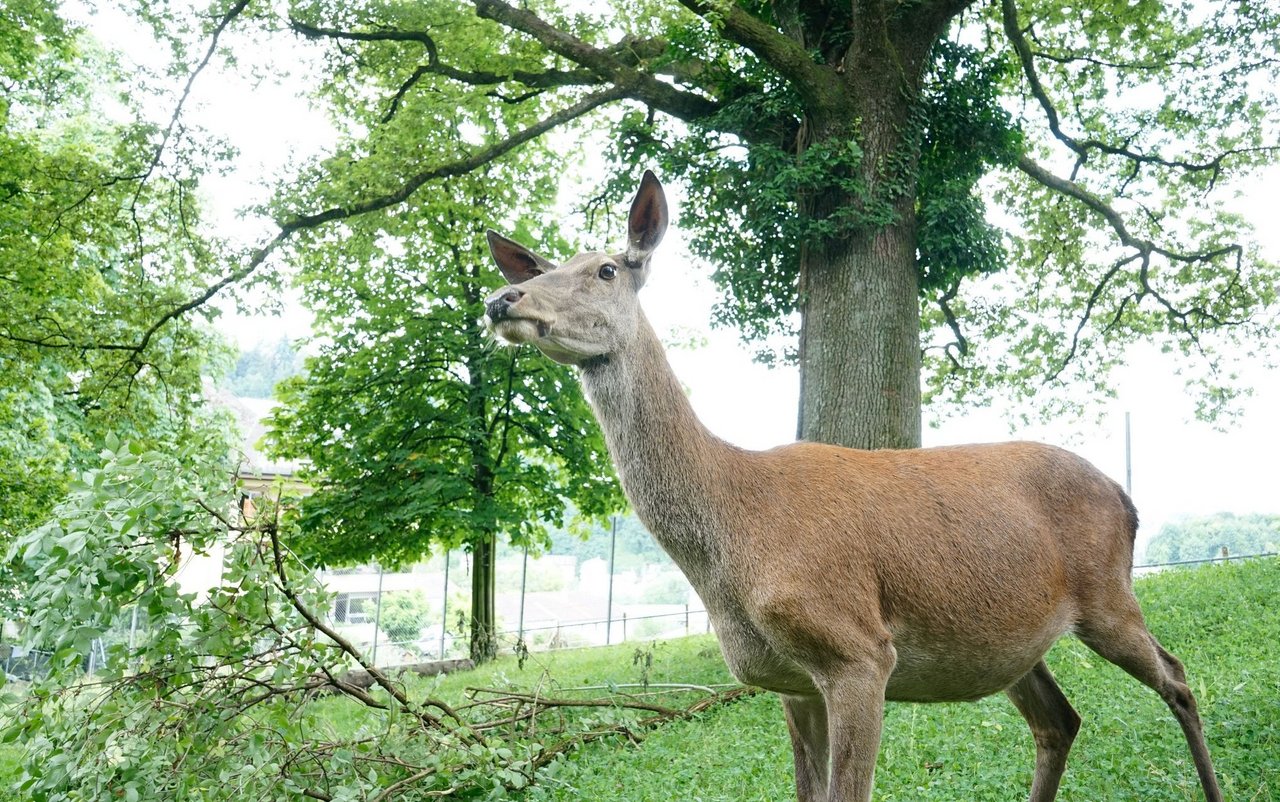 Elf Rothirsche haben ihr Zuhause auf dem Reussport Luzern.