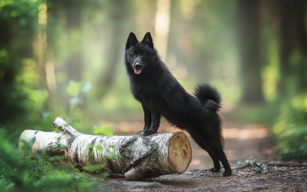 Der Schipperke hat ein fuchsähnliches Aussehen mit spitzen Ohren, einer kompakten Statur und dichtem, schwarzem Fell.