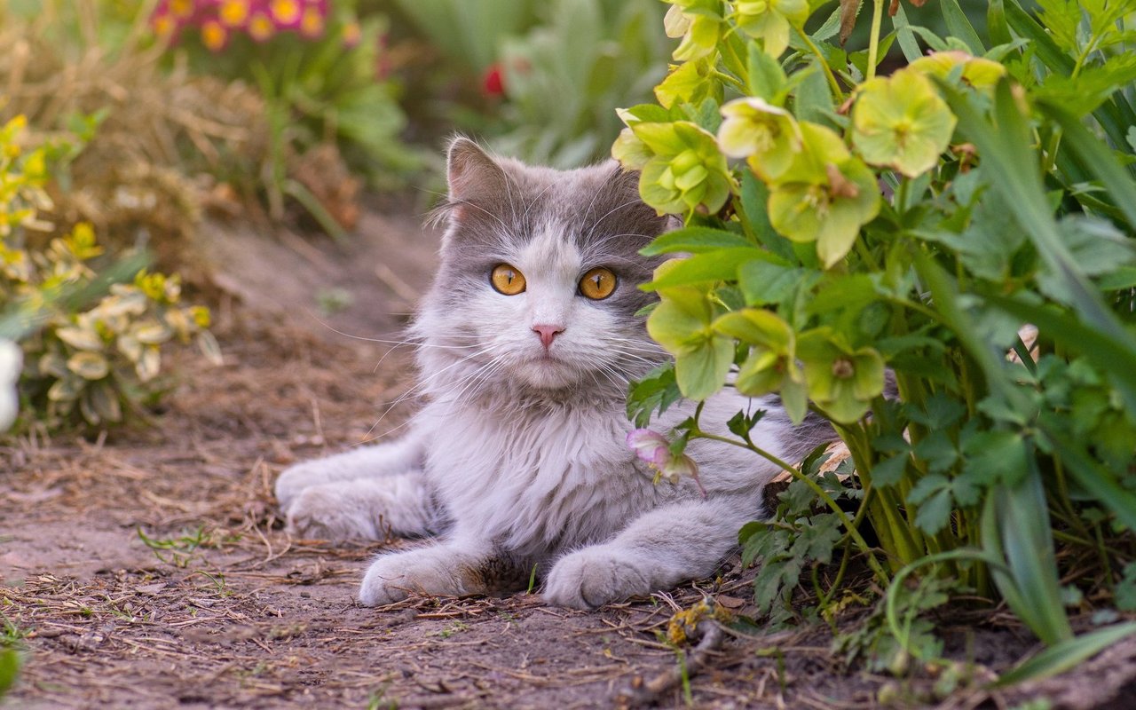 Durch die Chip-Pflicht könnte eine Datengrundlage geschaffen werden, um den Einfluss von Katzen auf die Biodiversität zu untersuchen, begründet der Bundesrat seinen Entscheid.