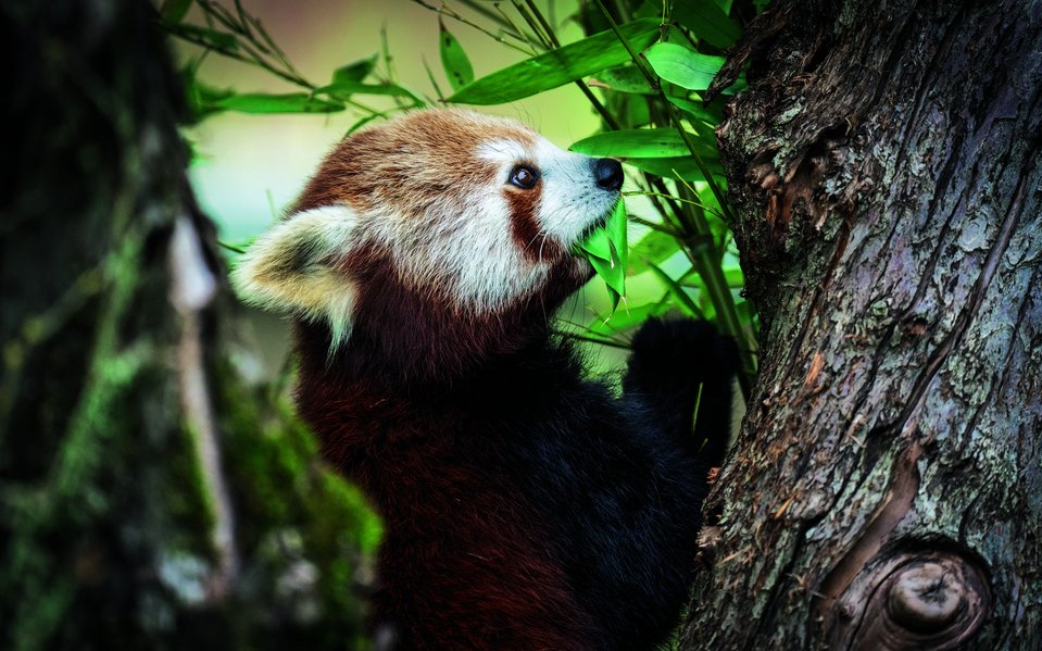 Der Kleine Panda im Walter Zoo in Gossau muss sich seinen Bambus auf einem langen System von Kletterästen täglich neu suchen. 