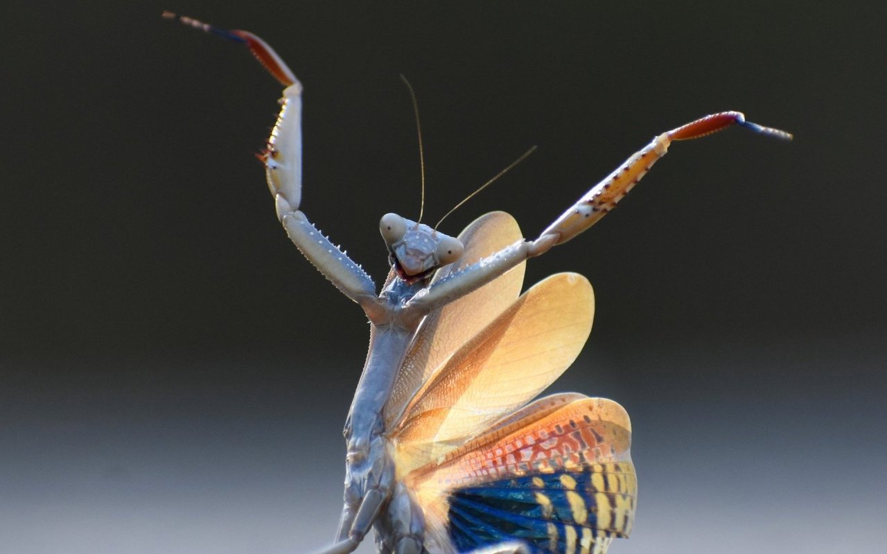 «Mantis Flamenca»(«Flamenco-Gottesanbeterin») das lustigste Insektenbild