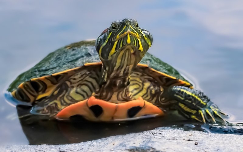 Wasserschildkröten brauchen nicht nur genügend Schwimmfläche, sondern auch trockene Plätze, um sich zu sonnen.