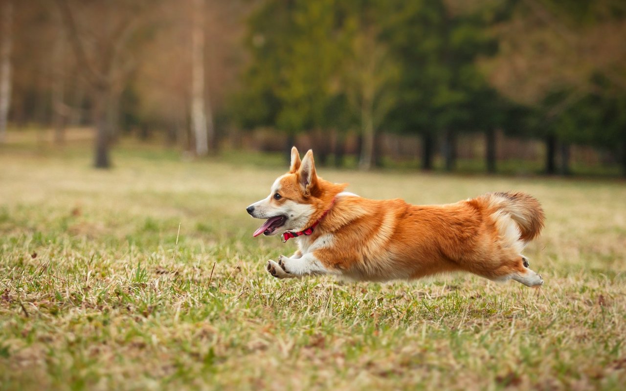 Es gibt zwei Arten des Corgis: den Pembrok und den Cardigan. Pembroks haben nur einen Stummelschwanz und Cardigans eine natürlich hängende Rute.