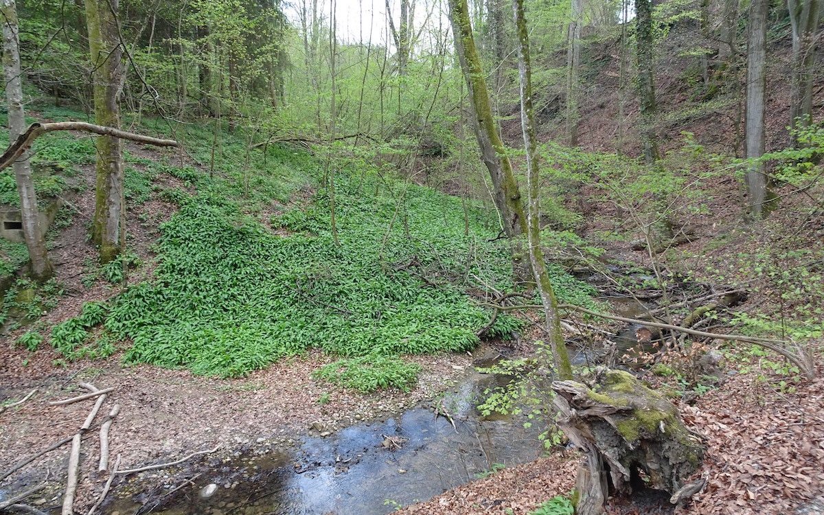 Bärlauch wächst im Frühling an feuchten Stellen im Wald. 