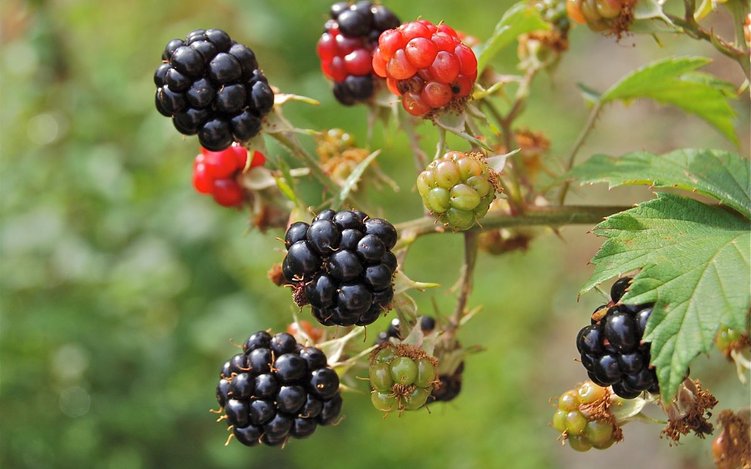 Auf den Spuren einer fast vergessenen Beere – die Farnblättrige Brombeere erobert unsere Gärten zurück.