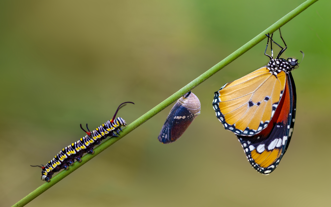 Der Schmetterling macht eine vollkommene Metamorphose durch. Die Raupe verpuppt sich und die Imago ist der Schmetterling.