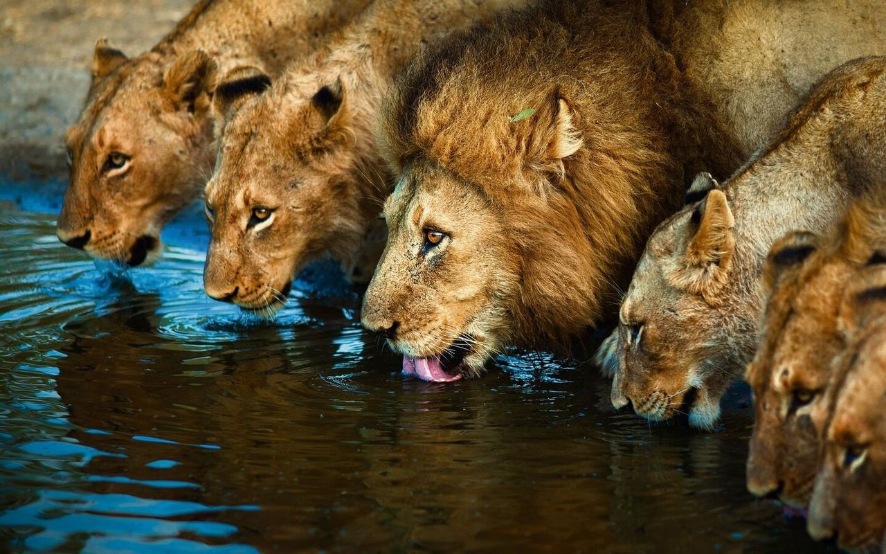 Ein Löwenrudel löscht den Durst an einer Wasserstelle. Dort lauern die Raubkatzen auch Wild auf, das trinken will.