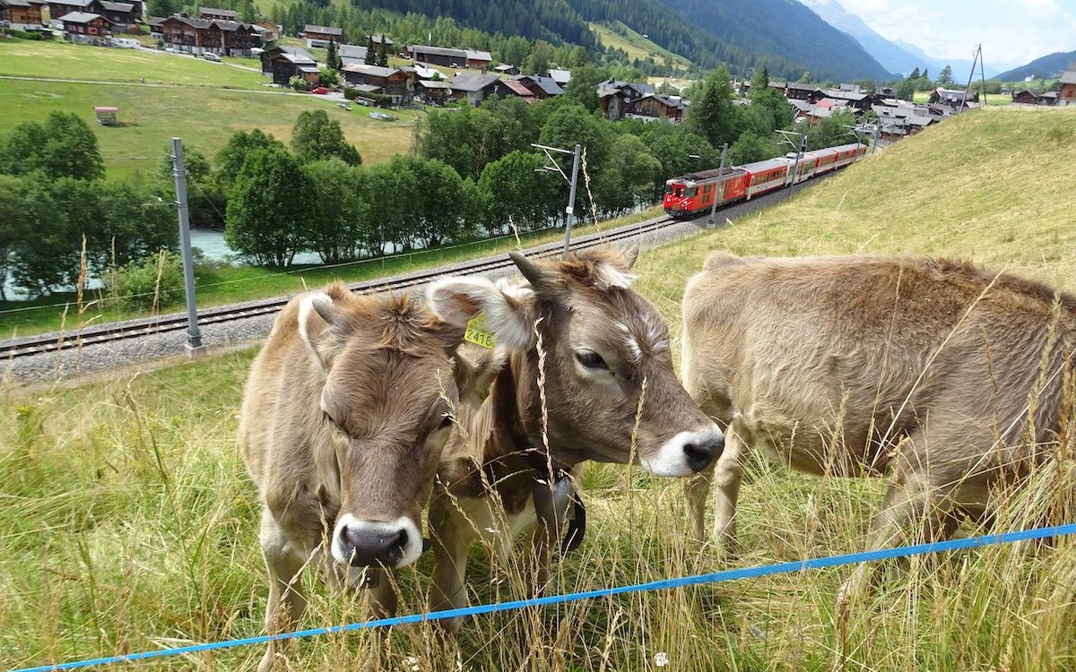 Kälber betreuen während den Ferien auf dem Bauernhof. 