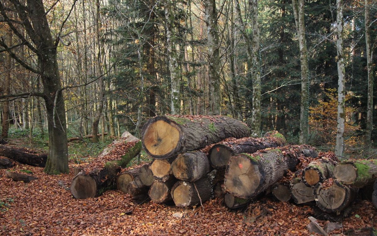 Es ist ökologischer Holz aus dem heimischen Wald zu nutzen, als es zu importieren. 