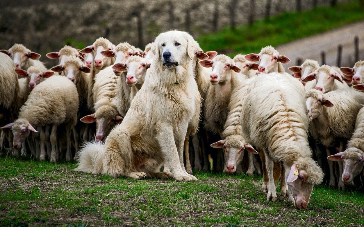 Dank des Einsatzes von Herdenschutzhunden gehen die Verluste massiv zurück.