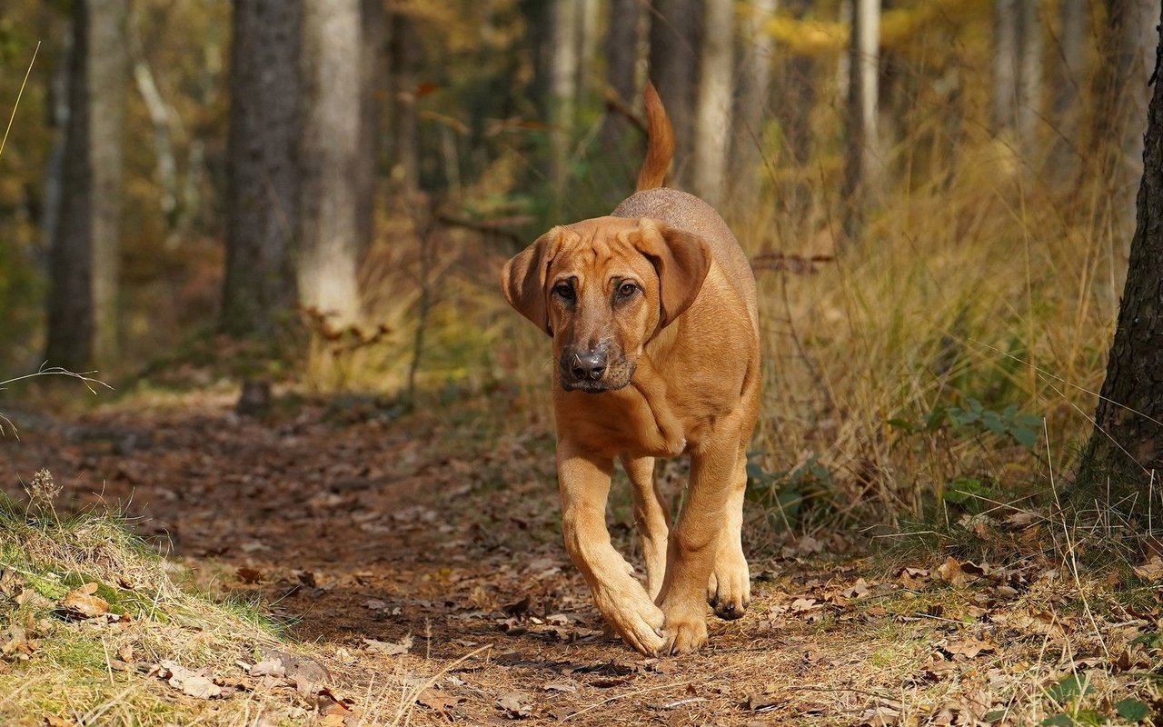 Der Broholmer ist ein grosser, muskulöser Hund mit einem kräftigen Körperbau, der ihn robust und imposant wirken lässt.