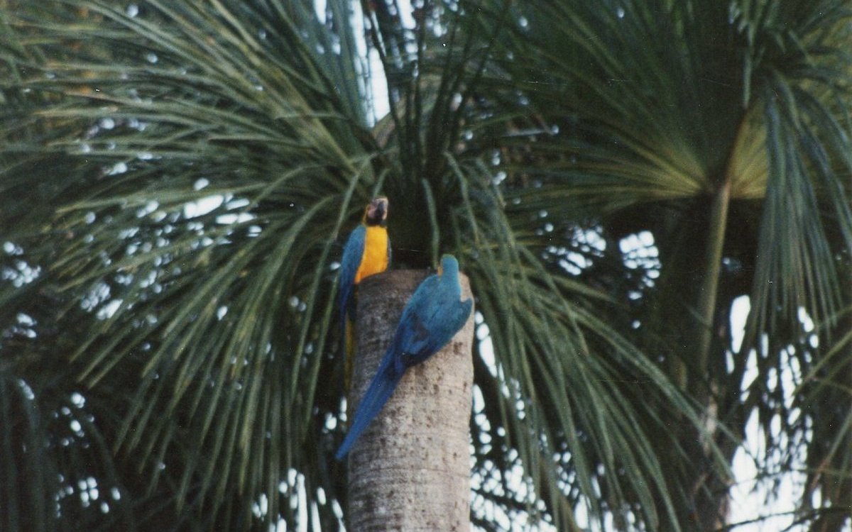 Gelbbrustaras brüten in einem Palmensumpf bei Tambopata im amazonischen Tieflandregenwald in Peru. 