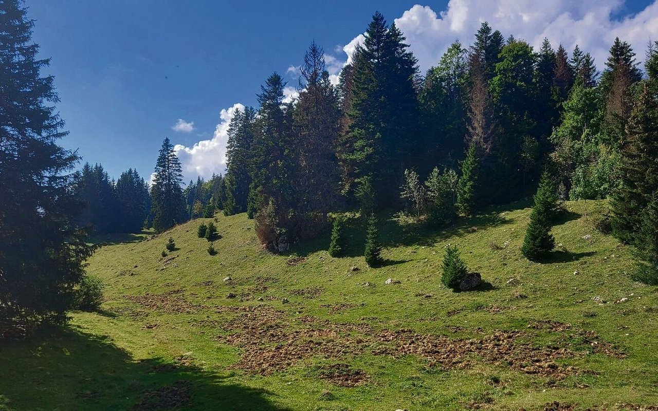 So sieht ein Wühlareal von Wildschweinen aus.