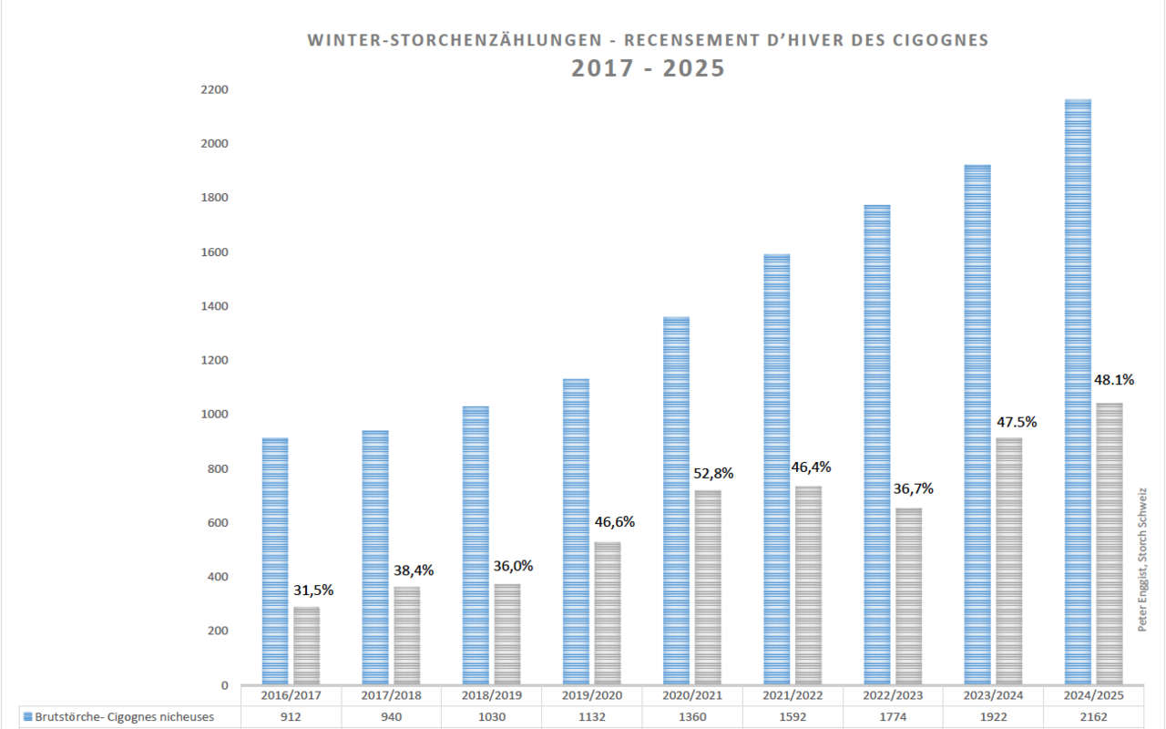 Fast die Hälfe des Brutpaarbestandes 2024 überwinterte heuer hierzulande.