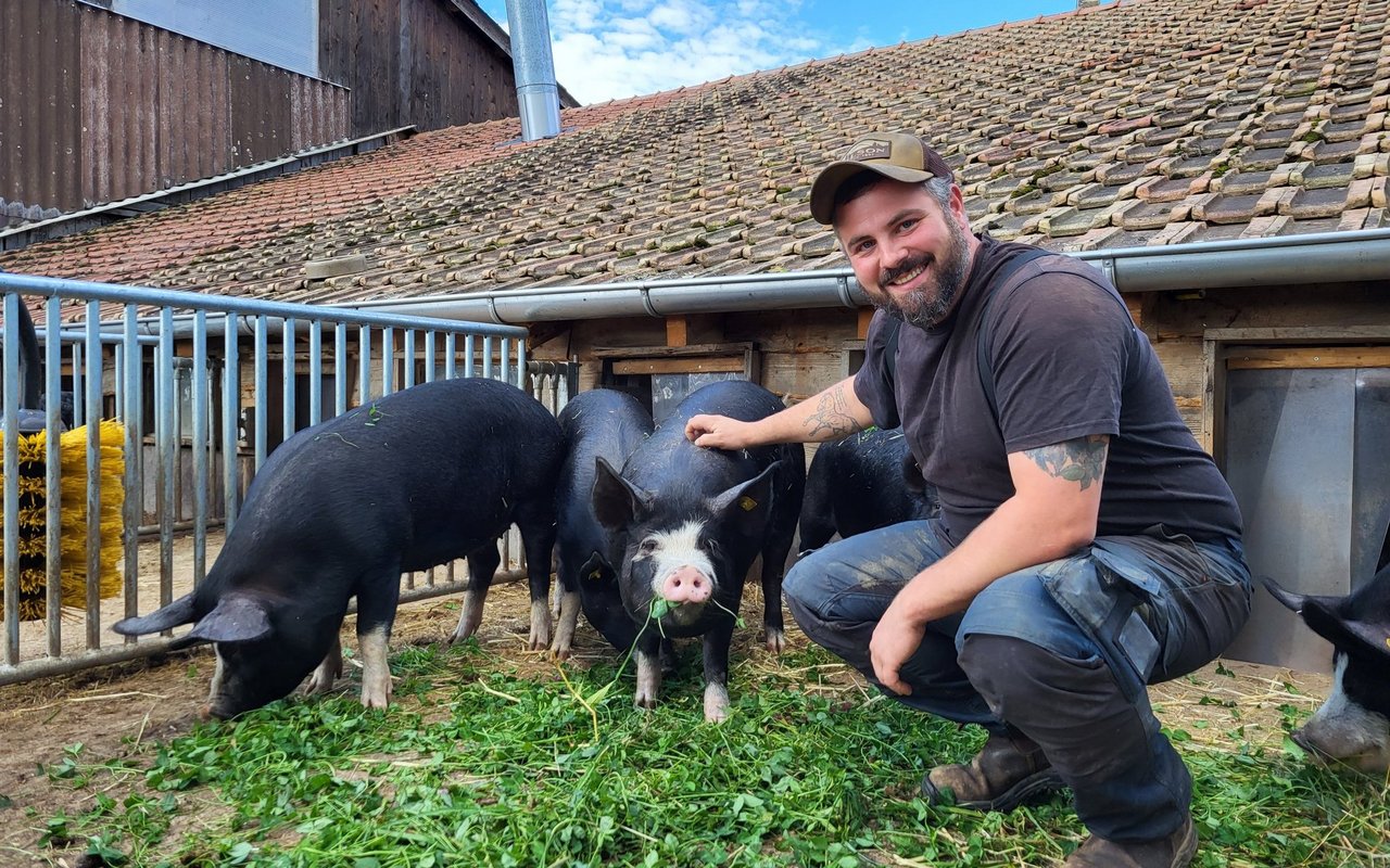 Florian Schweer ist wohl der erste, der Berkshire (im Bild) und Wollschwein miteinander kreuzt.