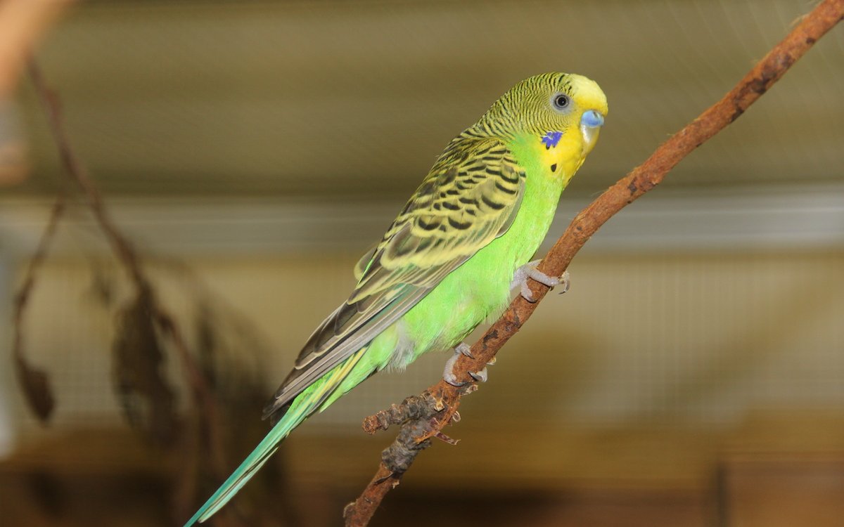 Ein wilder, grüner Wellensittich, wie er in Australien fliegt, im Zoo Prag in Tschechien, der wilde Wellensittiche aus dem Zoo Melbourne in Australien importiert hat.