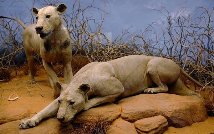 Die Tsavo-Löwen als Präparate im Field Museum von Chicago. Die beiden Löwen waren Männchen, hatten aber noch keine Mähne.