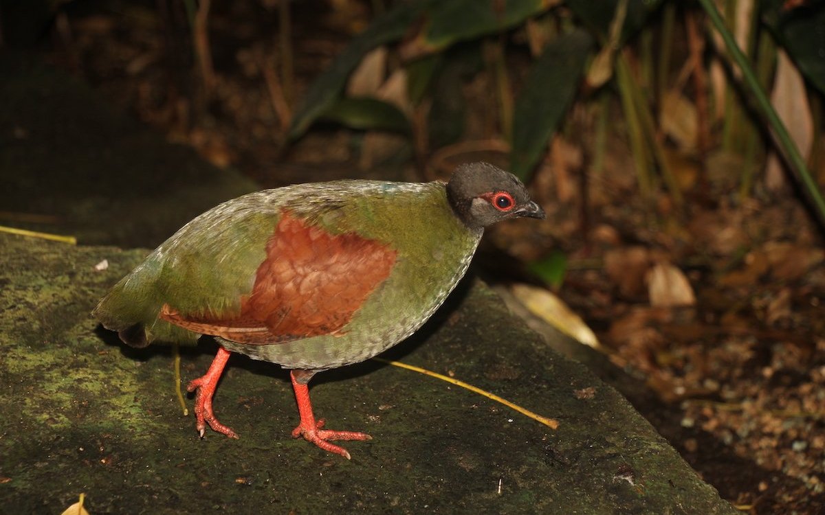 Die weibliche Strausswachtel marschiert über den Urwaldboden des Vogelhauses des Zoologischen Gartens Basel. 