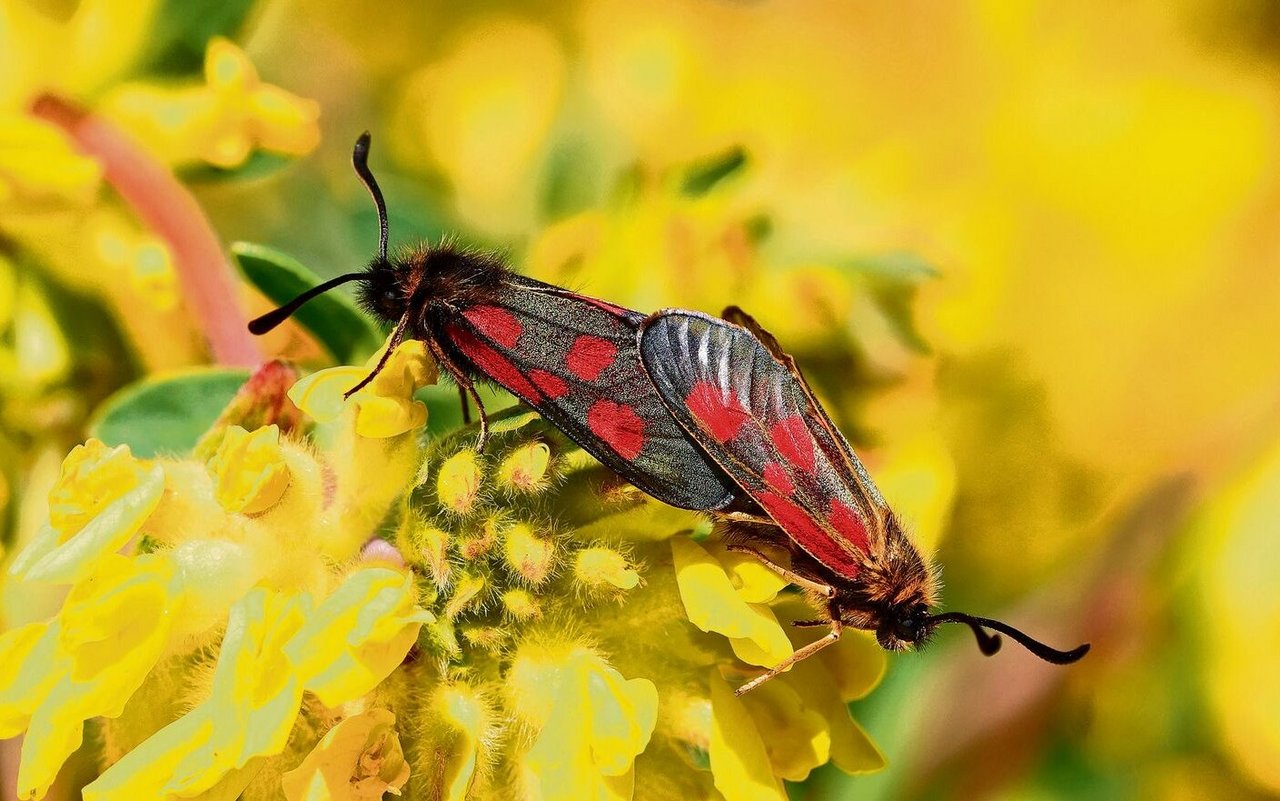 Das Hochalpenwidderchen ist ein bunter Schmetterling, der in hochalpinen Regionen wie den Alpen und Pyrenäen lebt und sich durch seine fünf auffälligen roten Flecken auf den Flügeln auszeichnet.