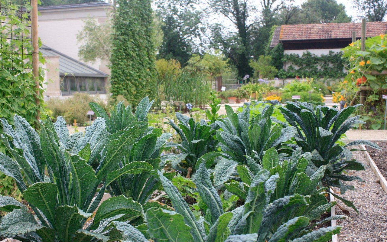 Der Palmkohl macht im Garten eine tolle Figur.