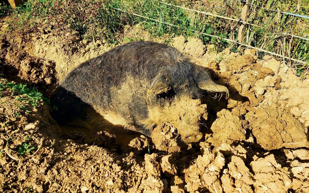 Die Wollschwein-Zuchtsau Lisa bei ihrer Lieblingsbeschäftigung.