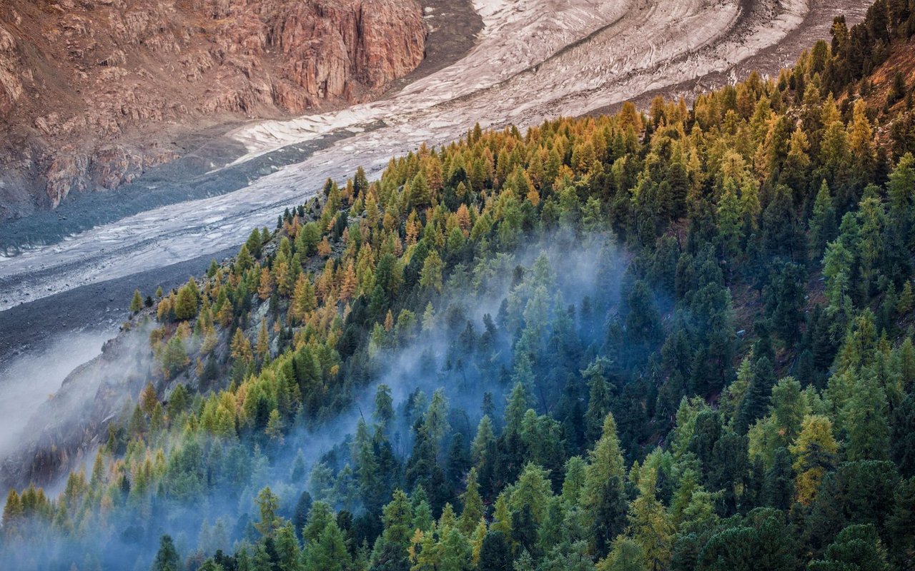 Der grosse Aletschgletscher mit dem Aletschwald.