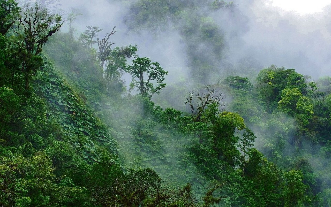 Nebelwald in Costa Rica, wo Wolken abregnen.